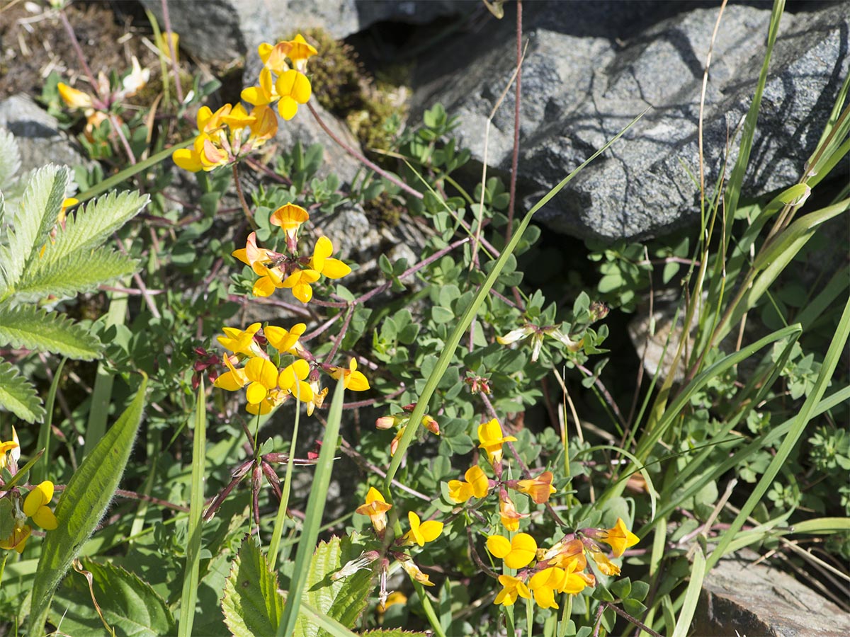 Lotus corniculatus